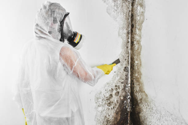 Best Professional Mold Removal  in Van, TX