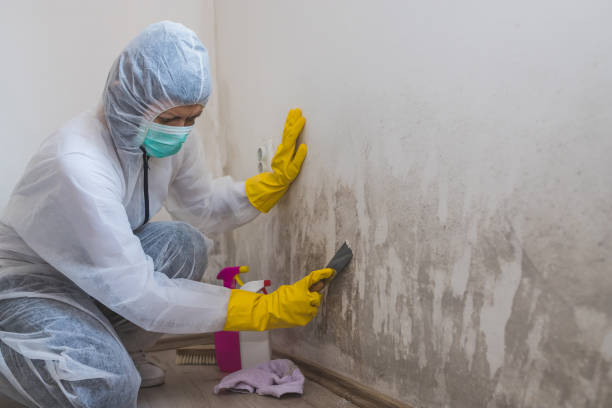 Best Water Damage Restoration  in Van, TX