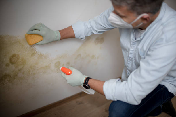 Home Mold Removal in Van, TX