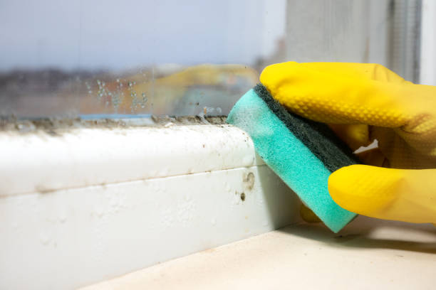 Best Commercial Mold Removal  in Van, TX