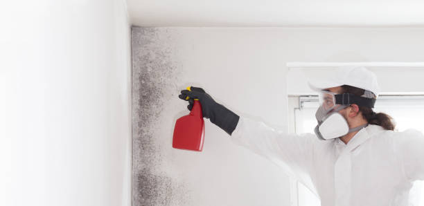 Best Toxic Mold Removal  in Van, TX
