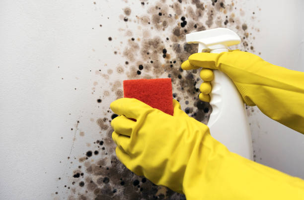 Best Mold Removal Company Near Me  in Van, TX
