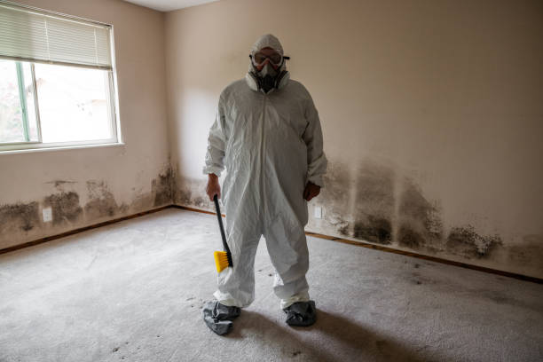 Best Office Mold Removal Services  in Van, TX