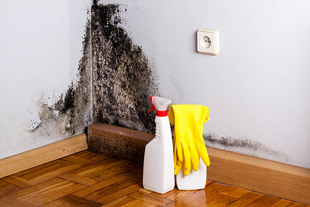 Best Home Mold Removal  in Van, TX