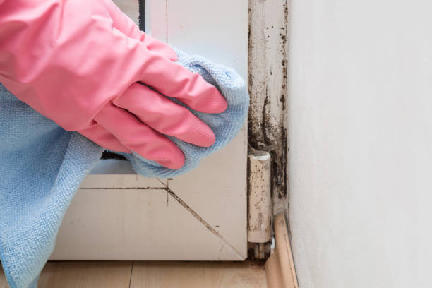 Best Mold Inspection  in Van, TX