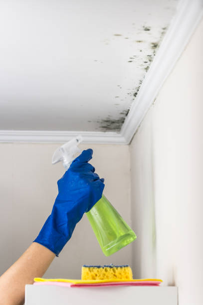 Mold Removal and Inspection in Van, TX